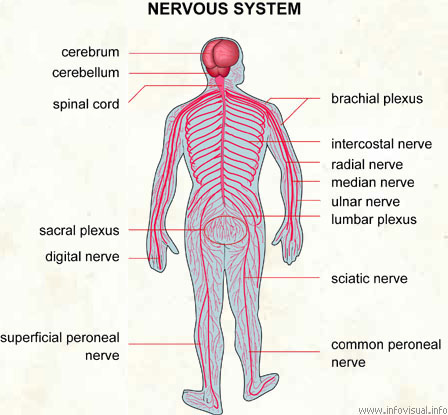 038-nervous-system
